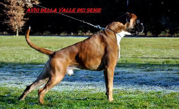 AVIO DELLA VALLE DEI SENSI - LO1587615
