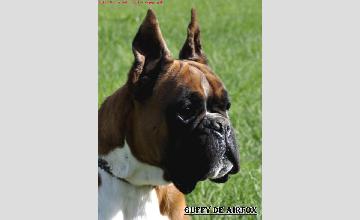 GUFFY DE AIRFOX - LO143794