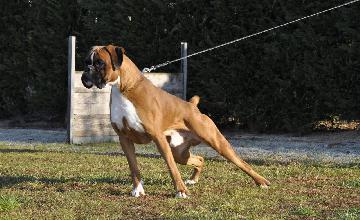 BOSCKO DELLA VALLE DEI SENSI - LO171593
